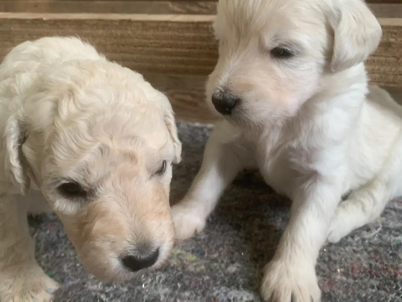 Billede 10 - Allergivenlige goldendoodles hvalpe