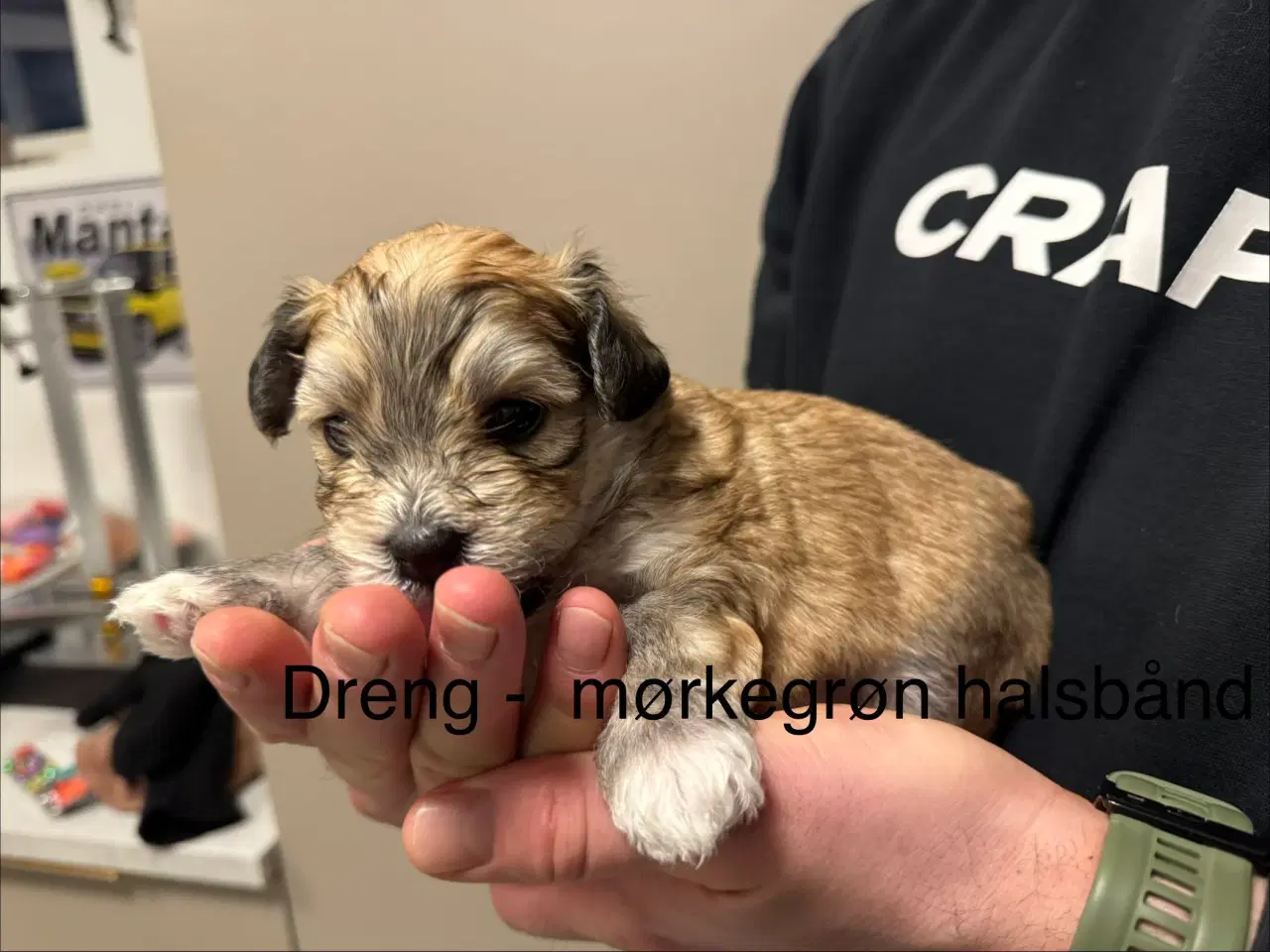 Billede 4 - Bichon havanais 2 hunner og 2 hanner 