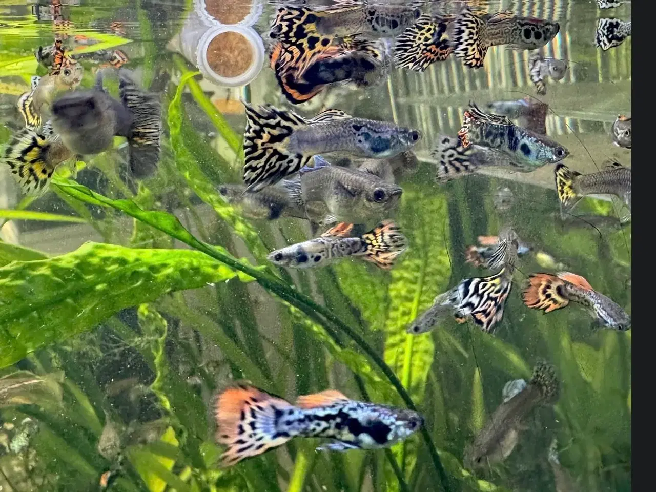 Billede 2 - Flotte guppy babyer