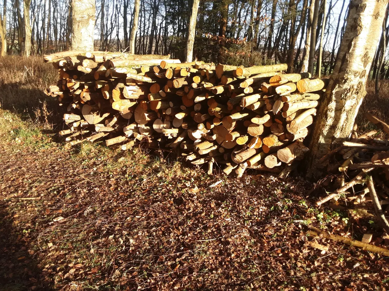 Billede 1 - Hassel, hvidtjørn, cypres og andet