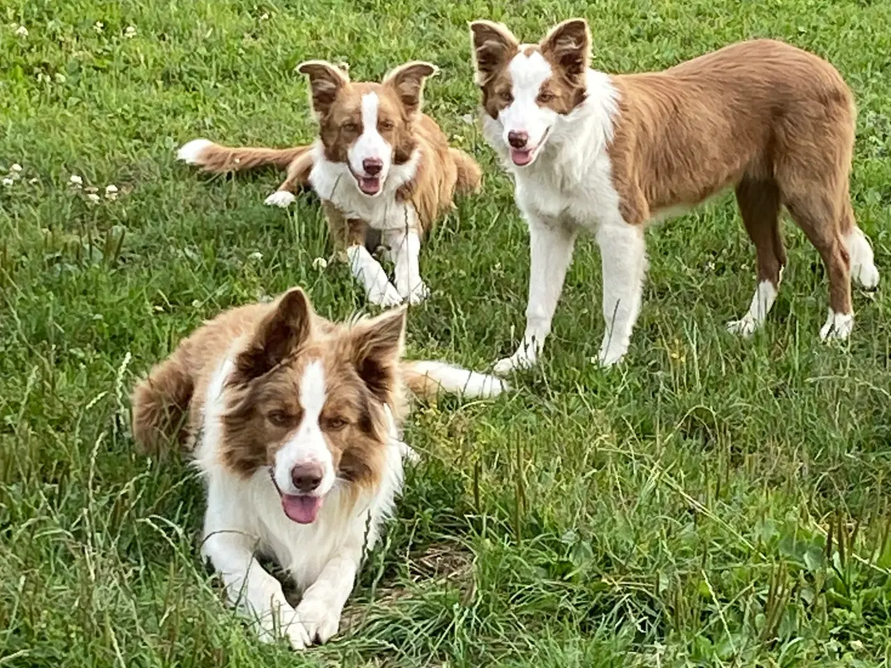 Billede 4 - Border collie