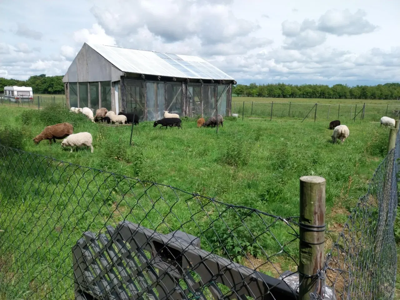 Billede 12 - Lam til salg i 6818