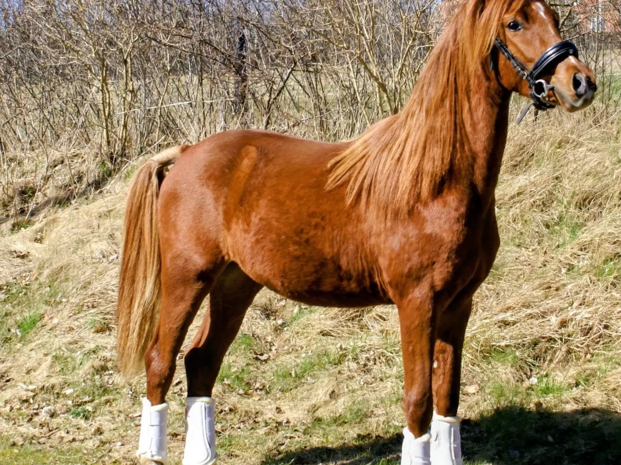 Billede 5 - Dansk Sports pony ( kat 1)