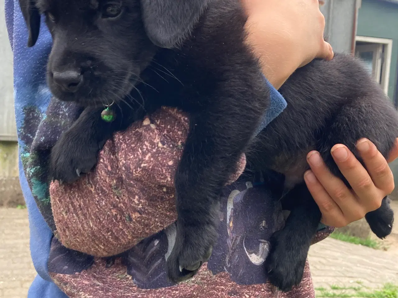 Billede 1 - Labrador hvalpe 