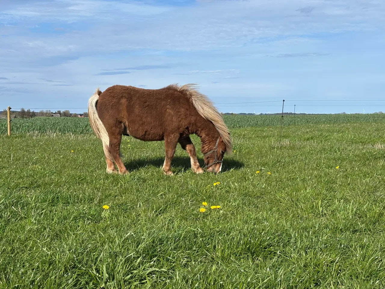 Billede 4 - Sød og rolig 1 års hingst 