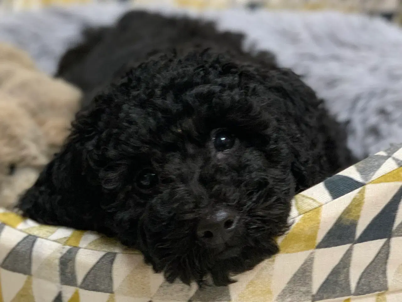 Billede 4 - Golden Doodle F1B babyer er rejse klar