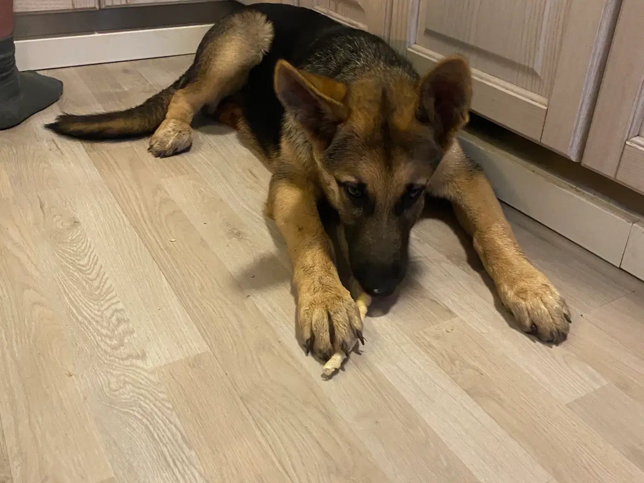Billede 10 - Lækker dejlig schæferhund hvalp søger nyt hjem 