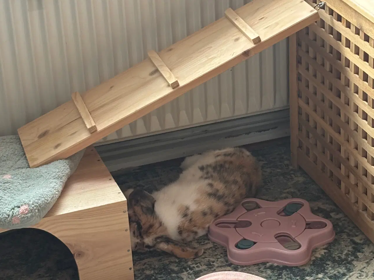 Billede 3 - Lillebror søger nyt hjem 