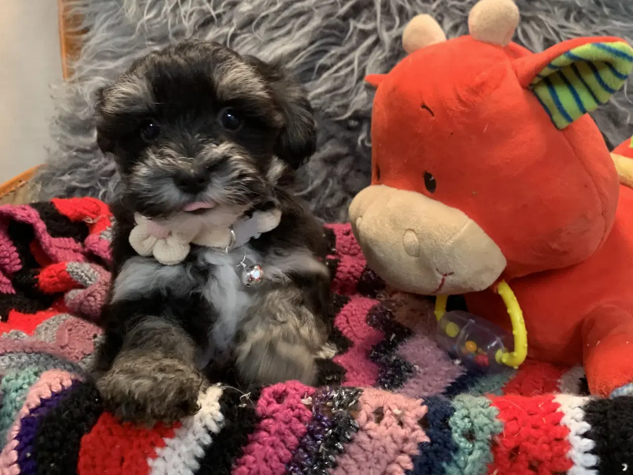 Billede 2 - Små fine Maltipoo babyer er rejseklar nu . 