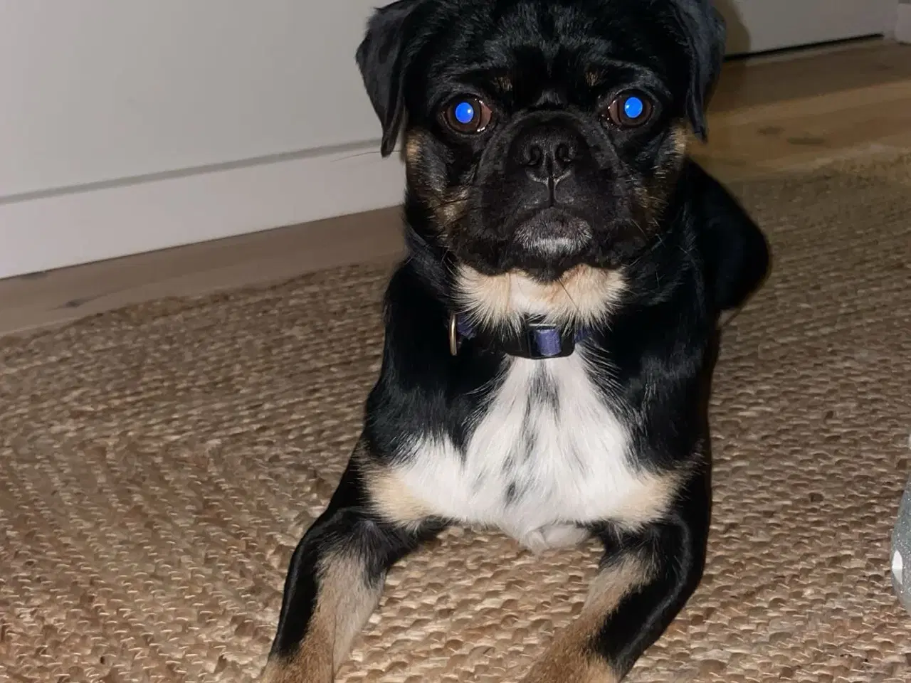 Billede 2 - Hund (mops blanding) søger nyt hjem 