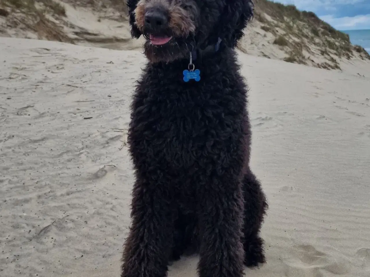 Billede 3 - Cockapoo