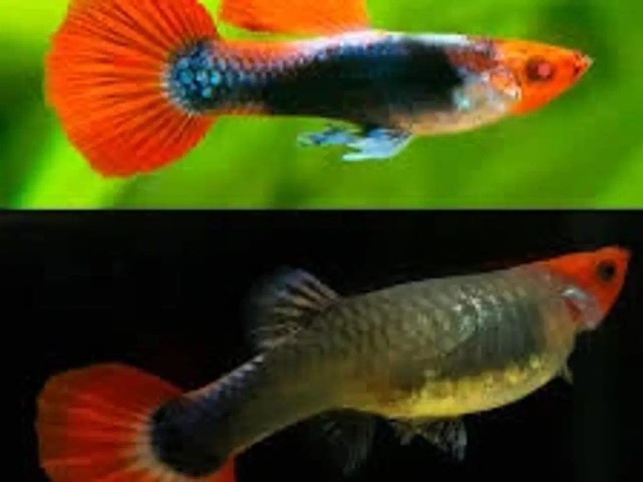 Billede 1 - Red nose tuxedo guppy 
