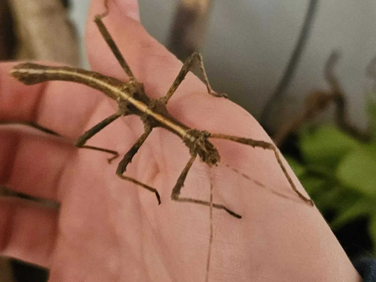 Billede 1 - Vandrende pinde sælges