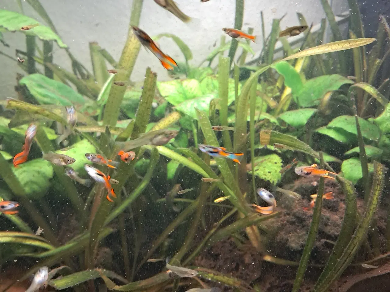 Billede 6 - endler guppy 