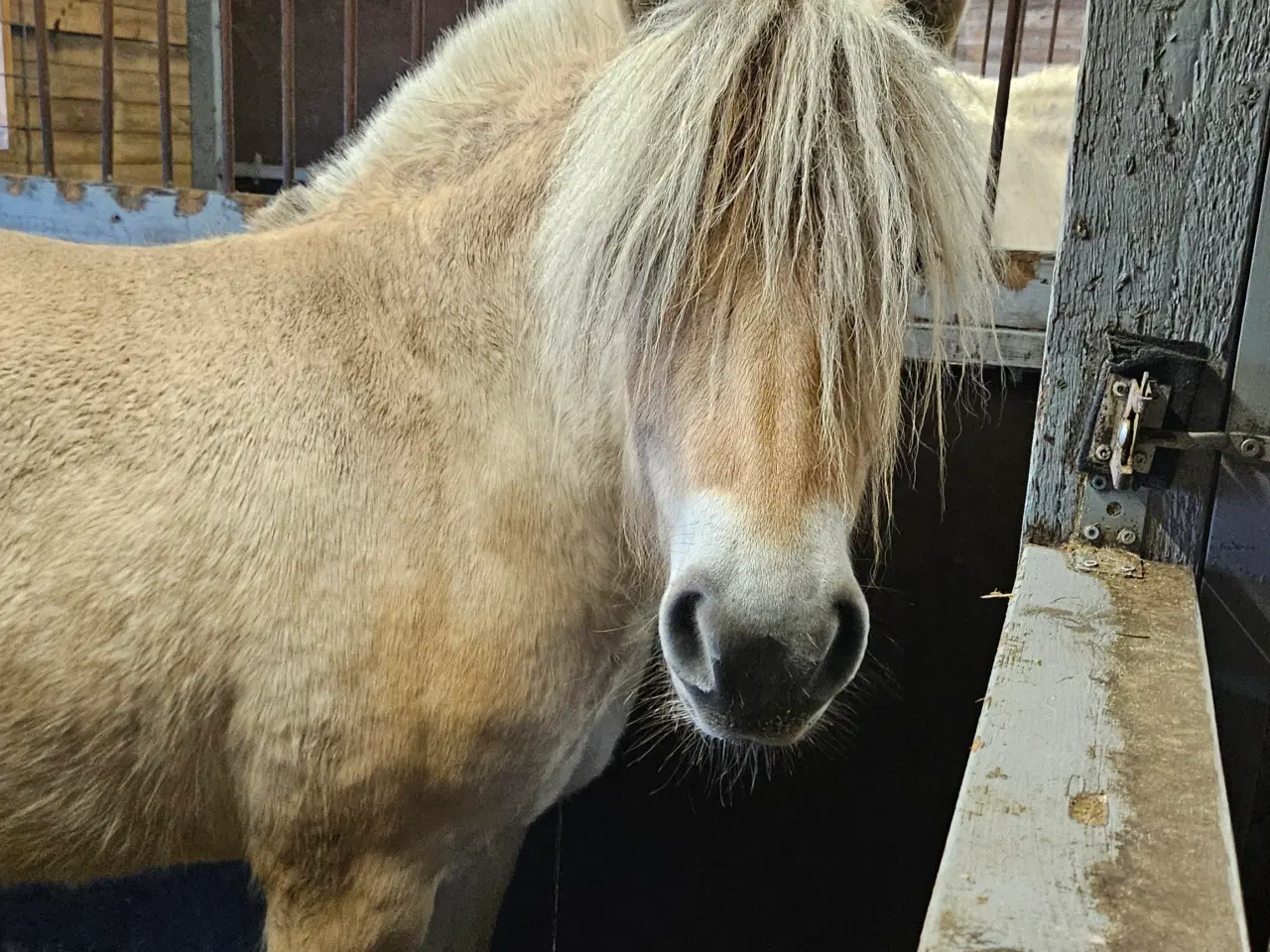 Billede 3 - 3-års fjordhest 