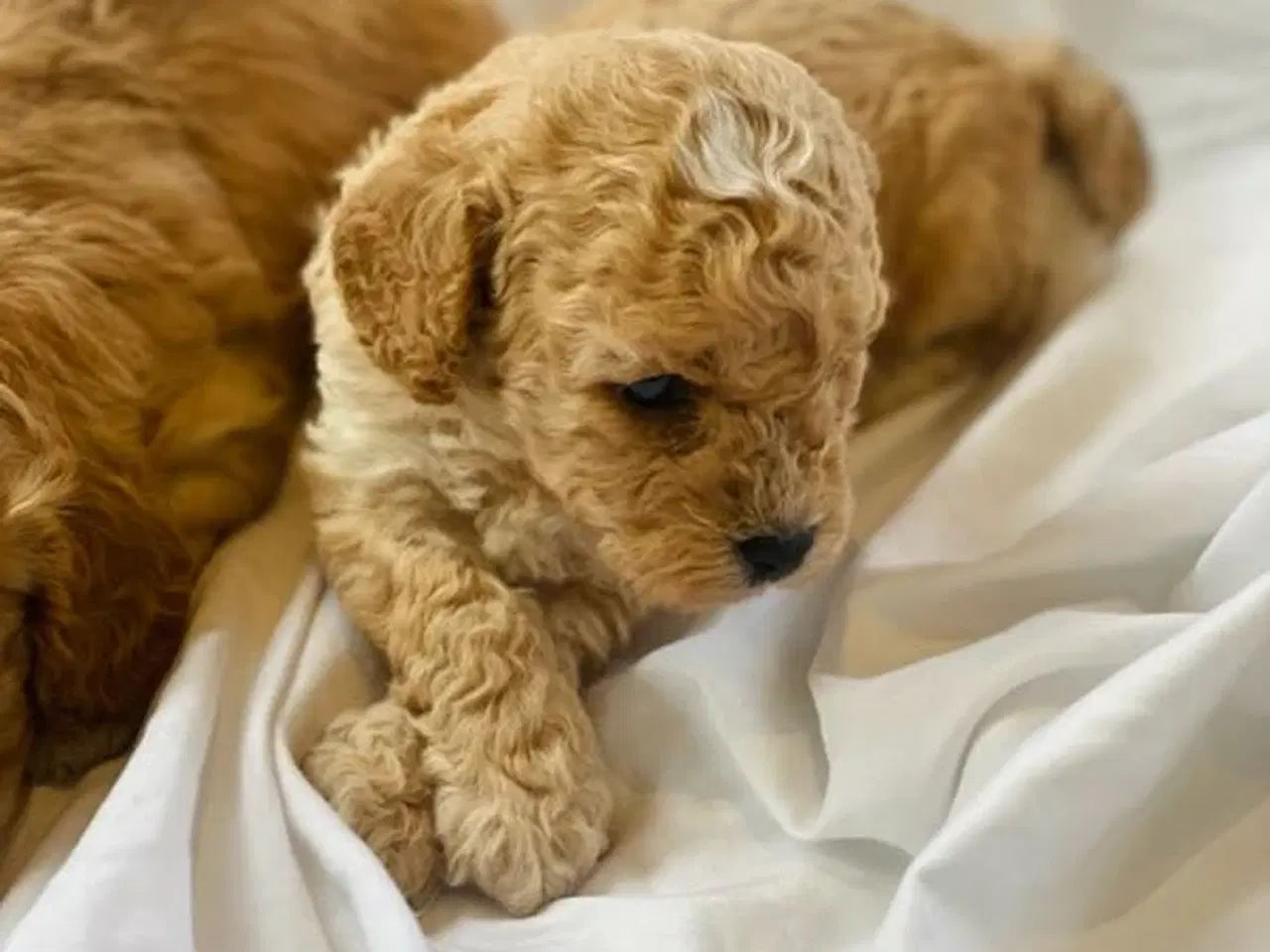 Billede 8 - Cavapoo hvalpe 