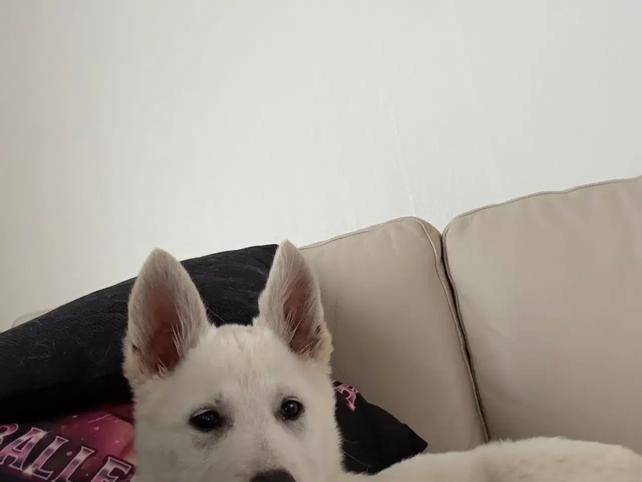 Billede 6 - Sød hvid bamse 