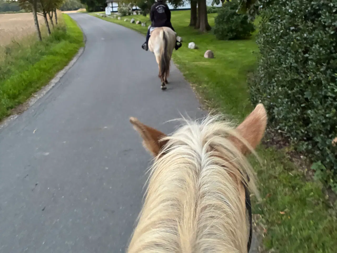 Billede 3 - Super sød haflinger
