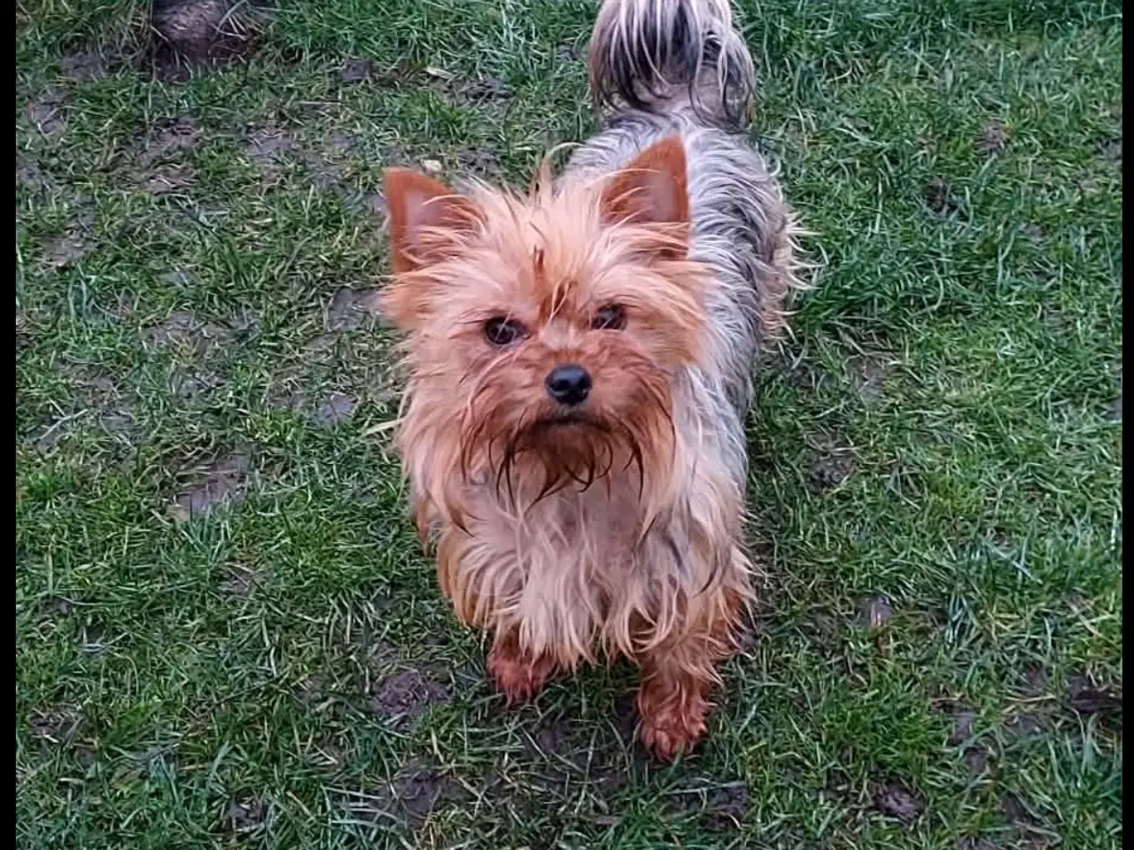 Billede 1 - 2 Yorkshire terrier (Han og tæve)