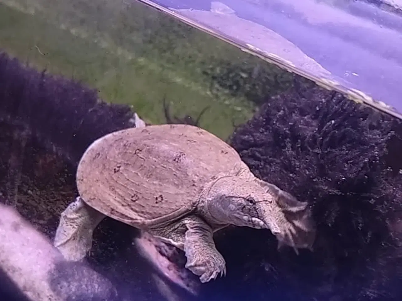 Billede 3 - Kinesisk blødSkjolds skildpadde 