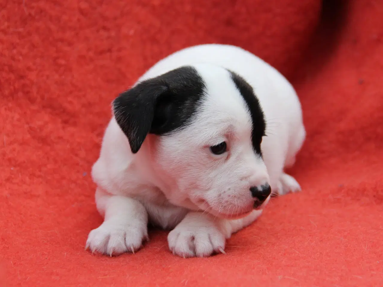 Billede 6 - Fransk bulldog blanding 