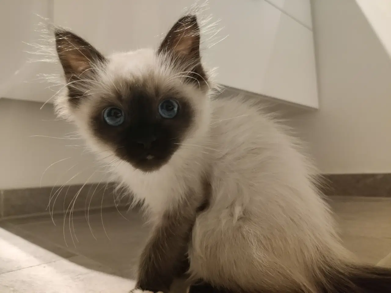 Billede 4 - Hellig Birma pige