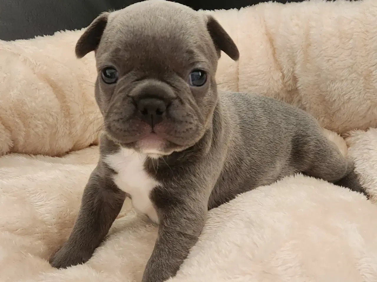 Billede 2 - Fransk bulldog hvalpe