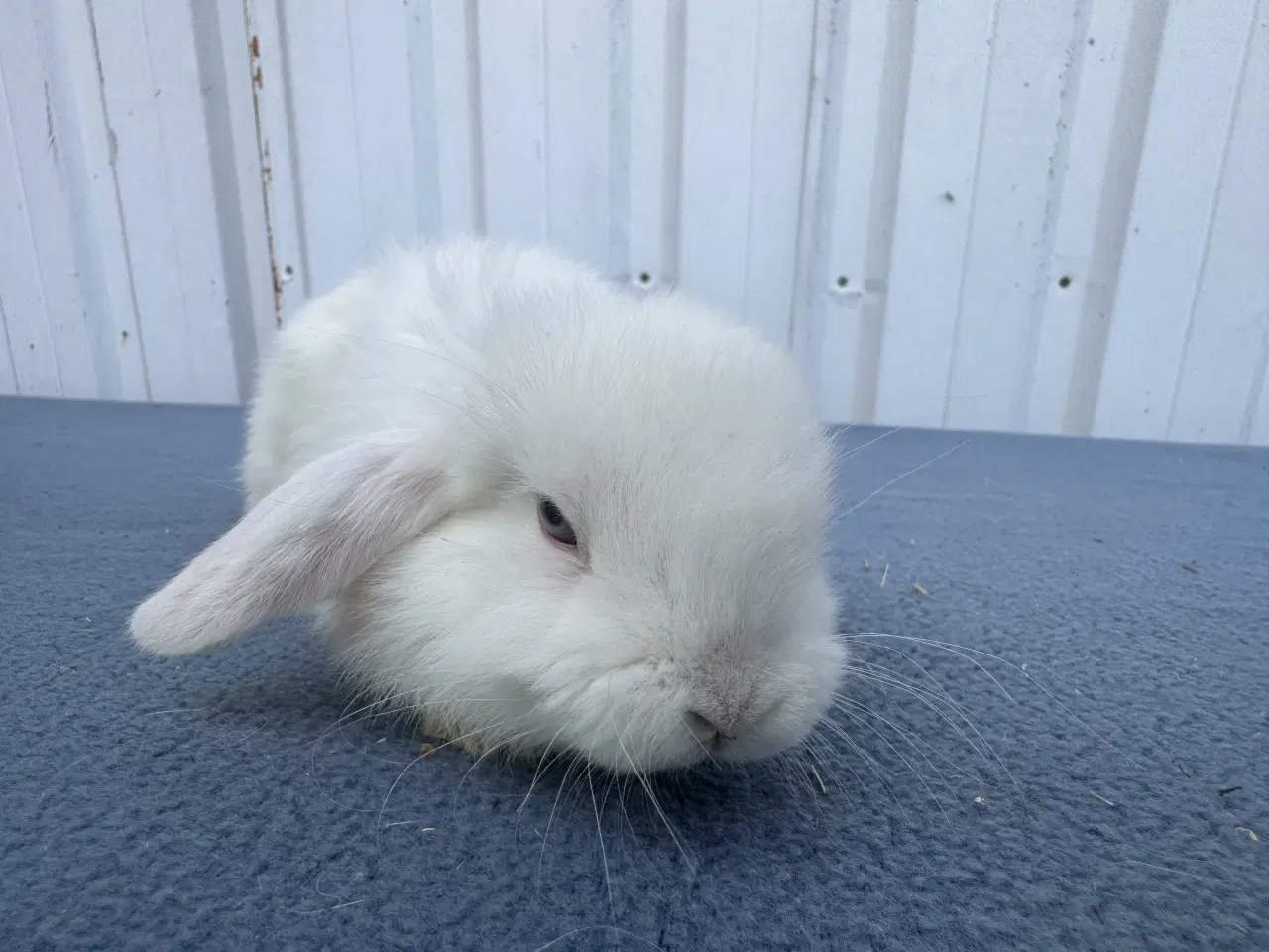 Billede 3 - Dværgvædder/Mini lop hankanin