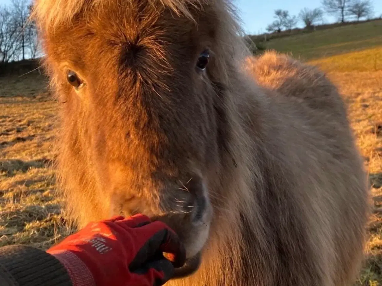 Billede 4 - Mushroom farvet shetlanspony sælges