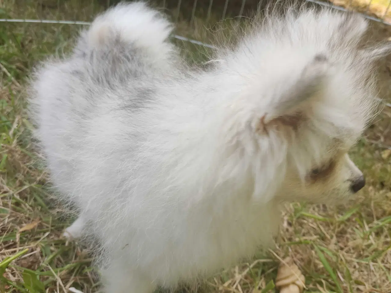 Billede 8 - Mini Pomeranian 