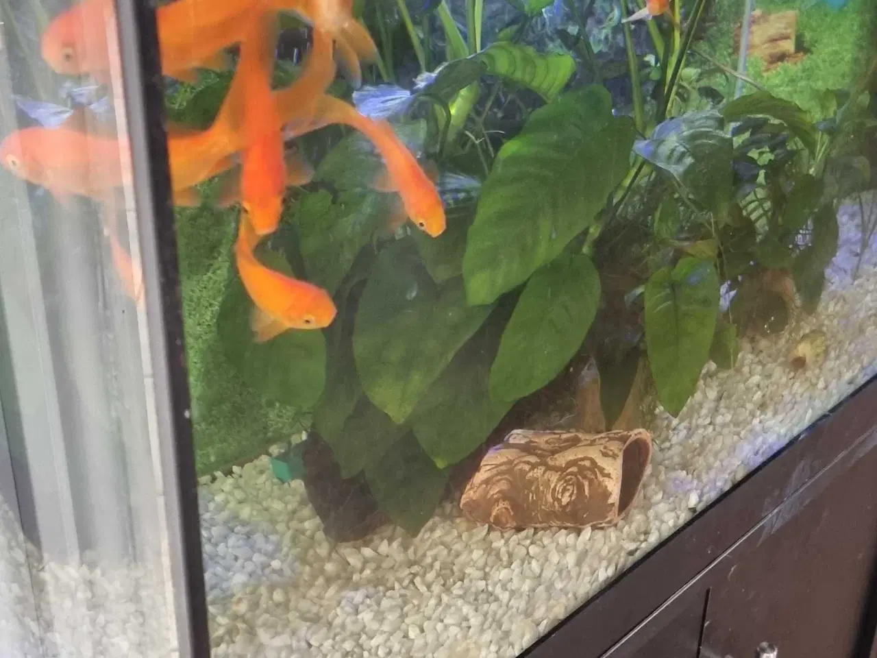 Billede 2 - Juwel akvarie 