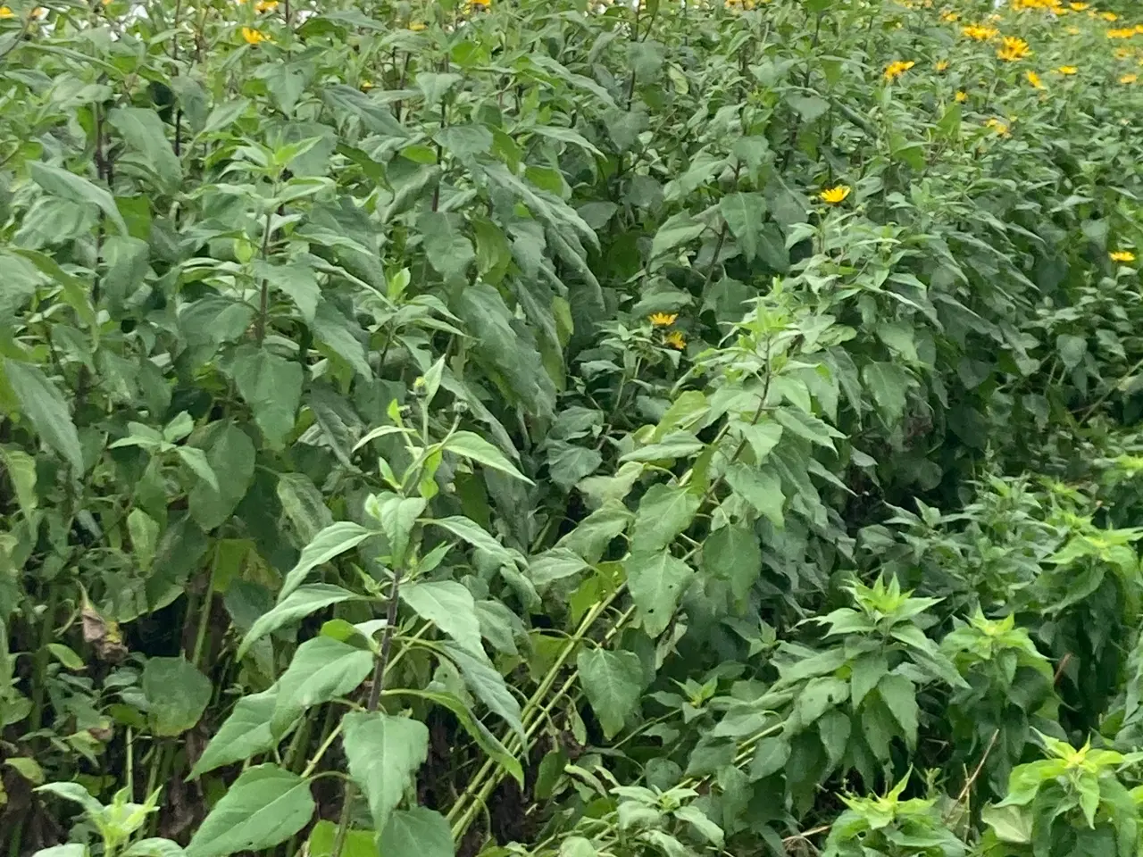 Billede 2 - Jordskokker 6 sorter alle vinterhårdfør