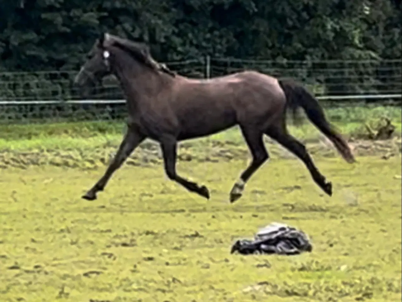 Billede 6 - Chance hest connemara/palomino