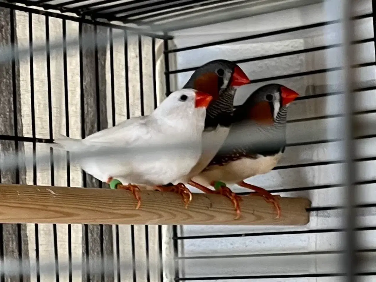 Billede 2 - Flotte Zebrafinker 