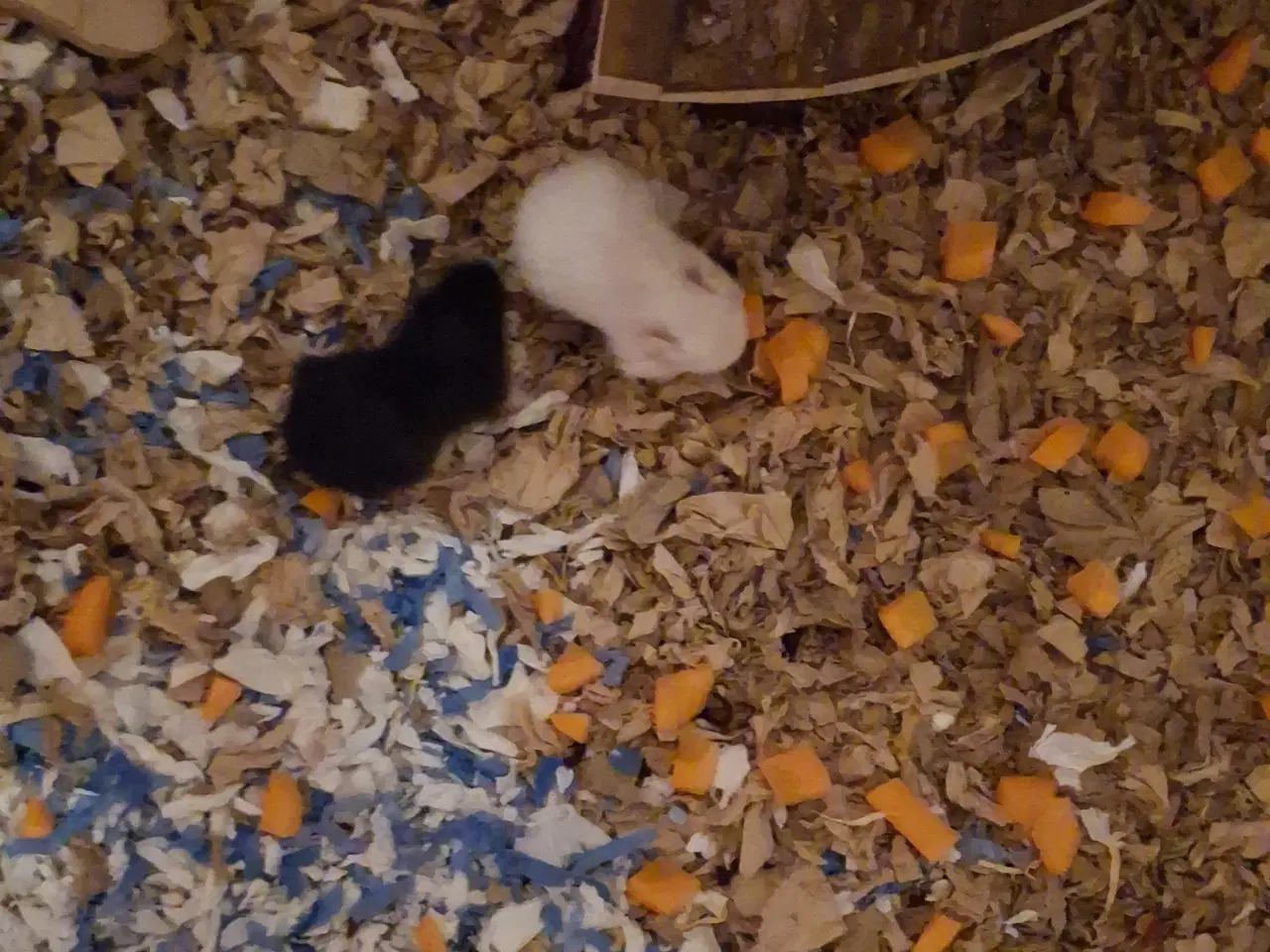 Billede 3 - De skønneste guldhamster unger til salg ❤️