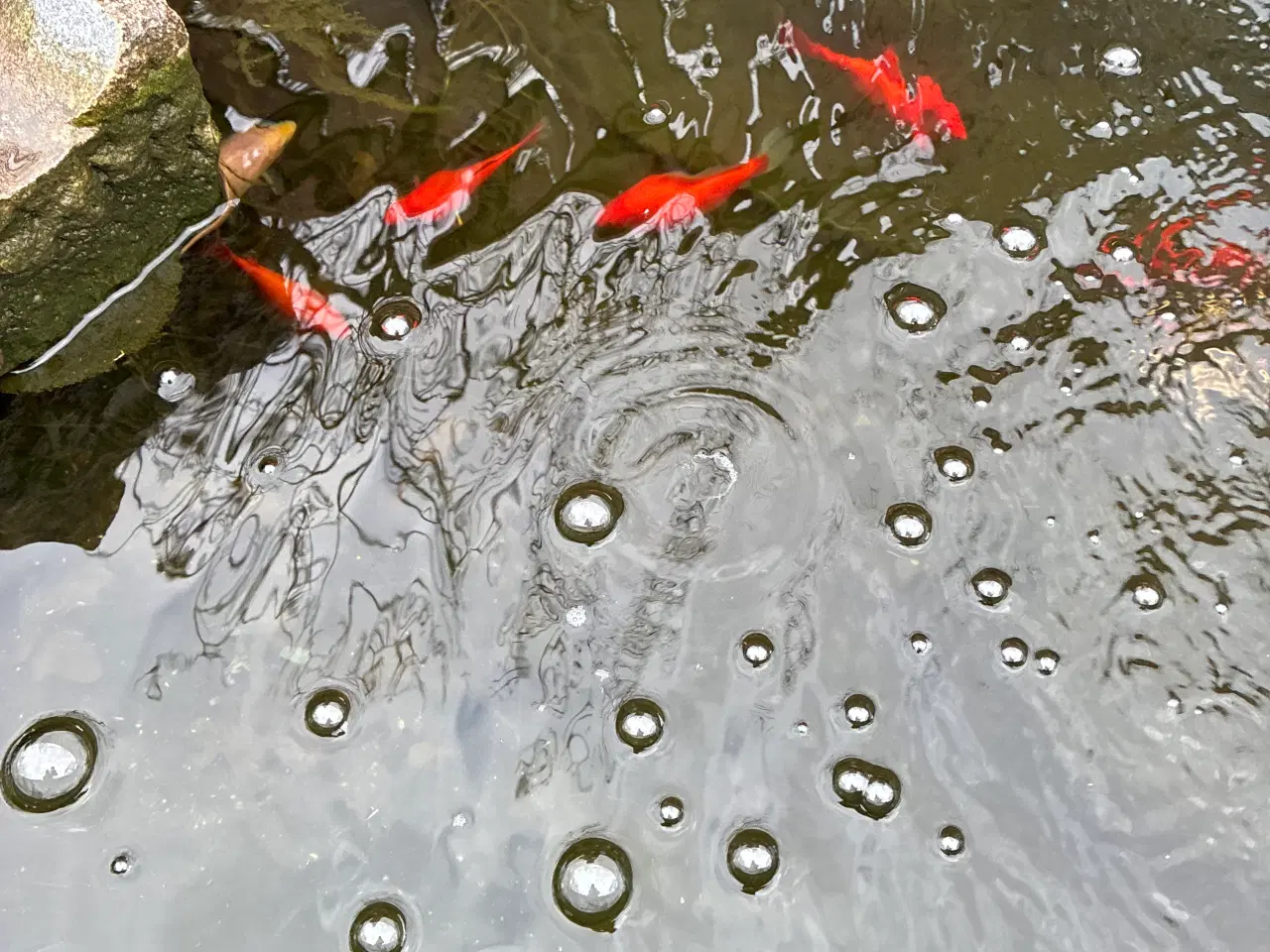 Billede 1 - Guldfisk til gratis afhentning