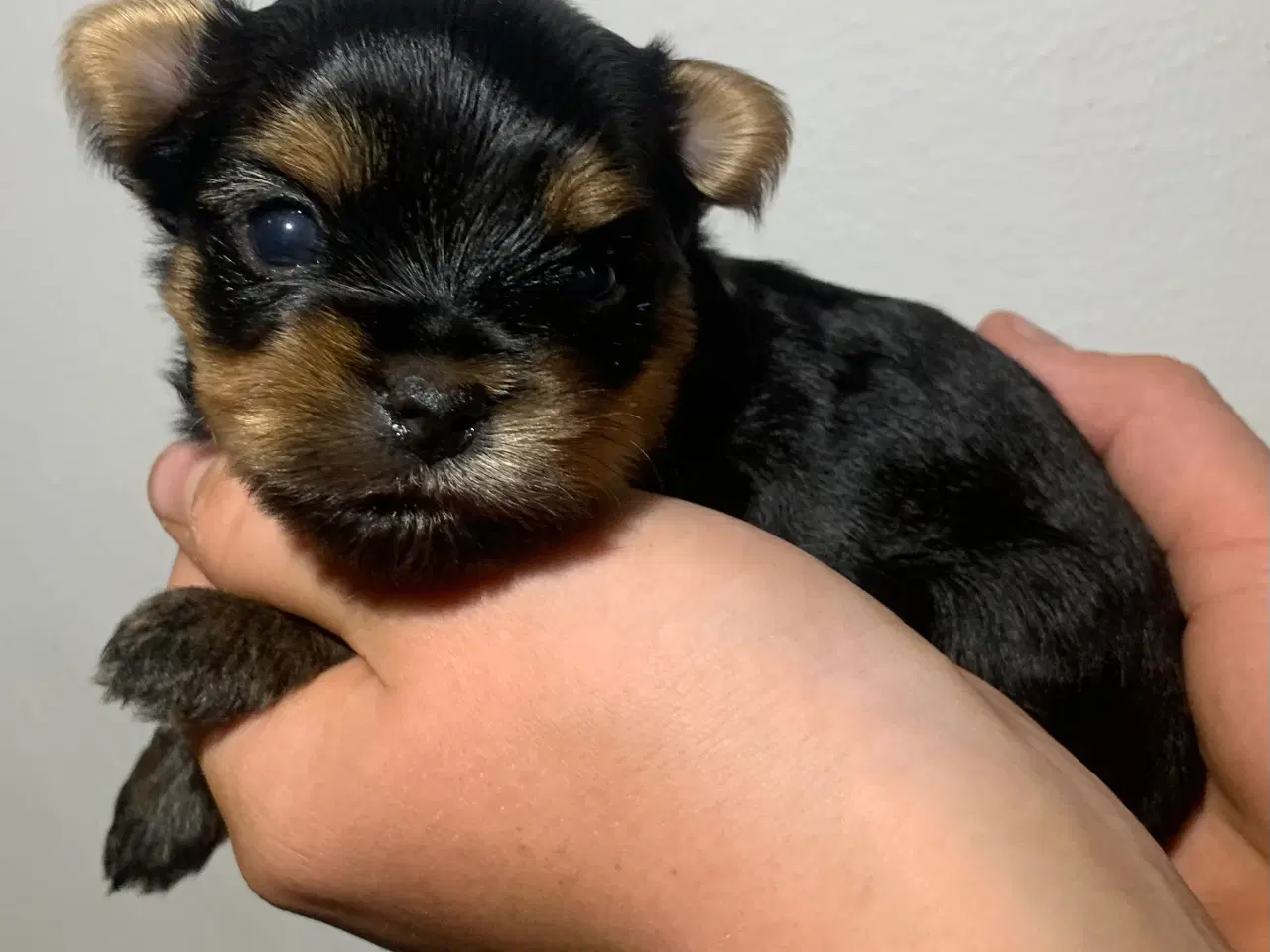 Billede 4 - Yorkshire terrier 