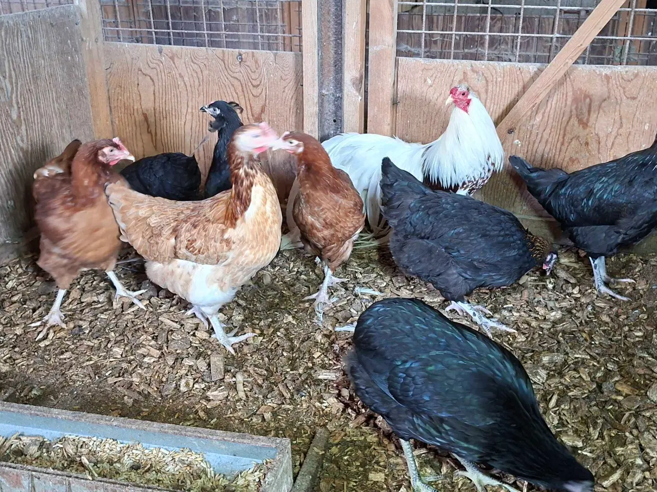 Billede 5 - Høns