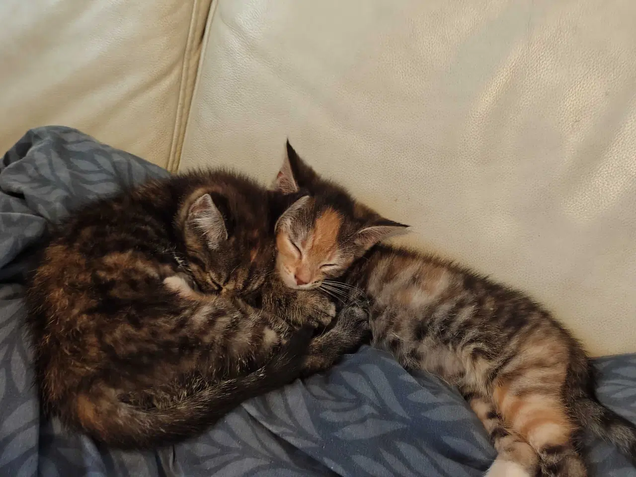 Billede 4 - Main Coon Bla. 🐈