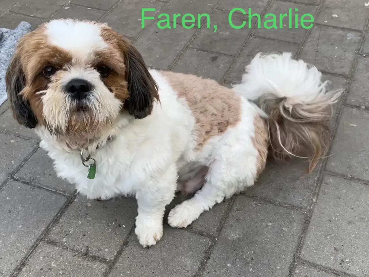 Billede 12 - 4 små Shih Tzu hvalpe mangler nye hjem🐶