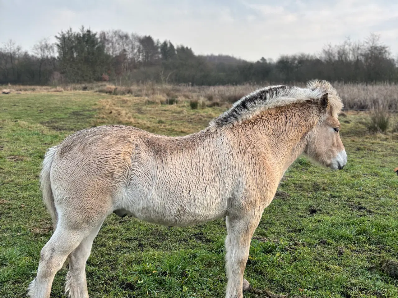 Billede 3 - Fjordhest hingsteføl fra 2025