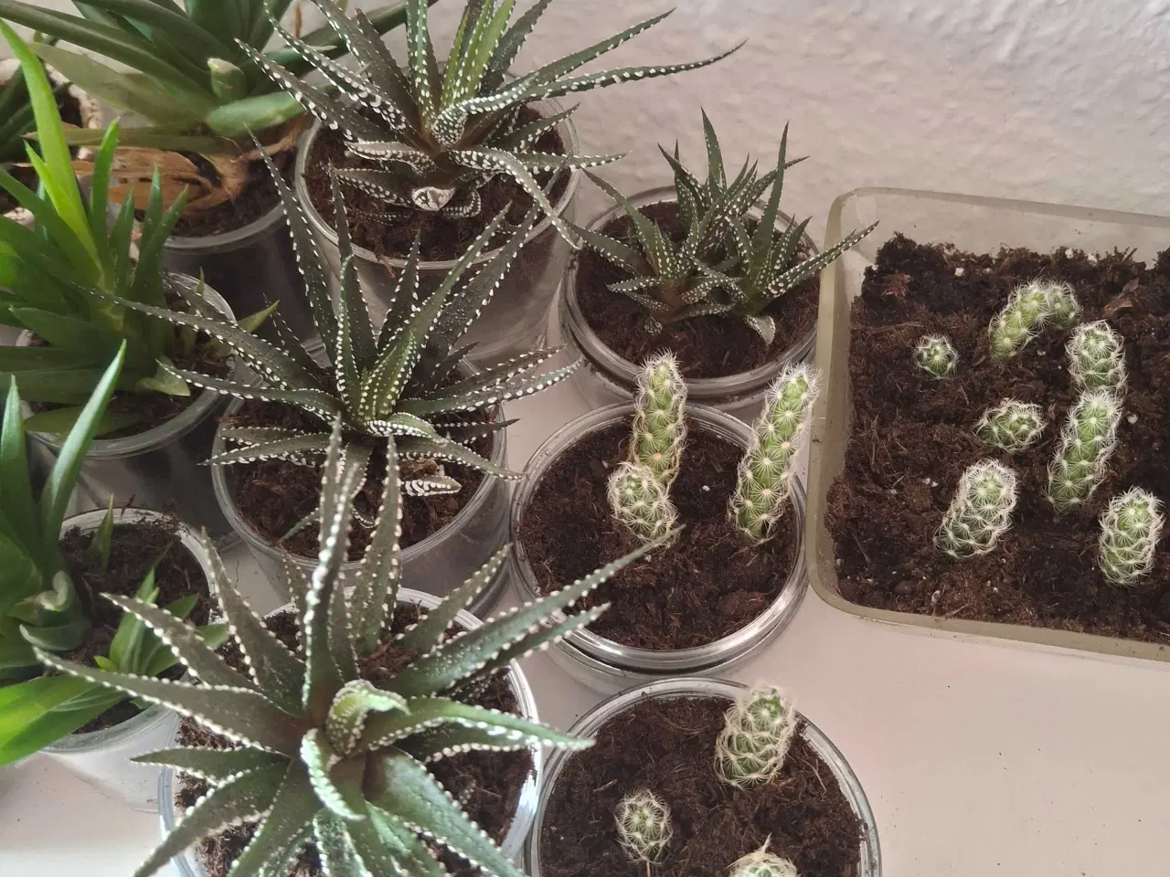 Billede 4 - Baby-planter klar til nye vindueskarme