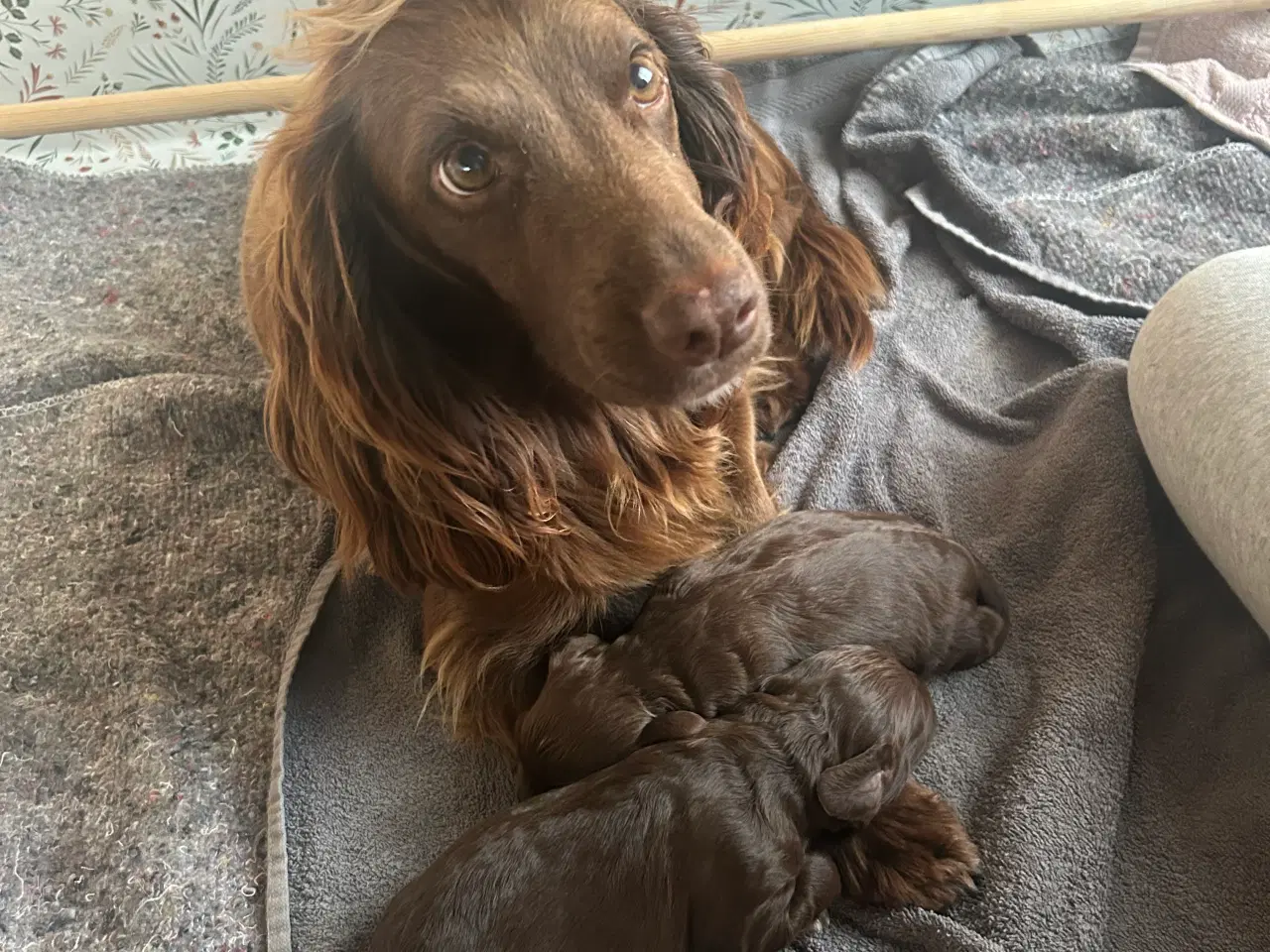 Billede 2 - Ft cocker spaniel hvalpe