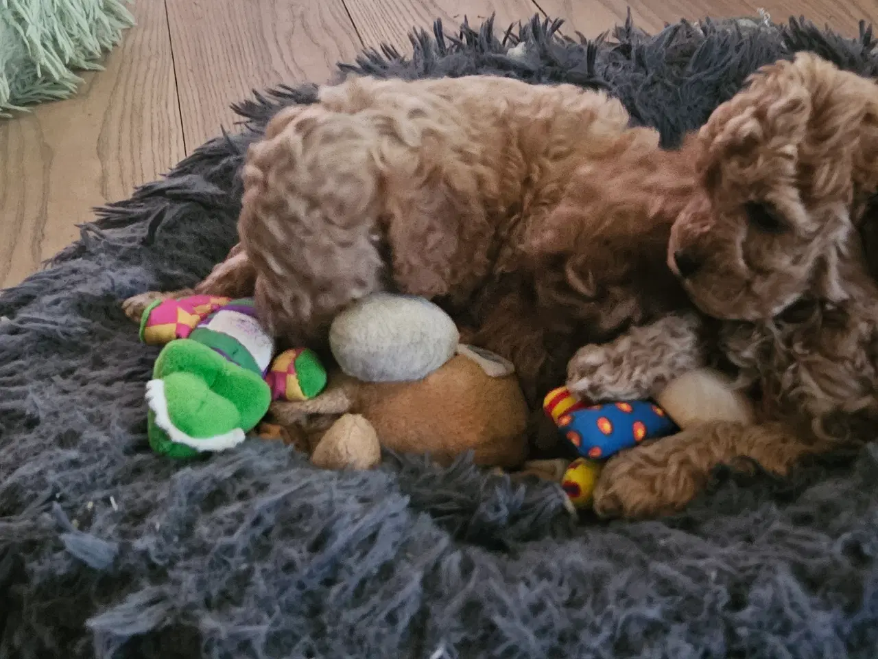 Billede 2 - Dværg Toy puddel