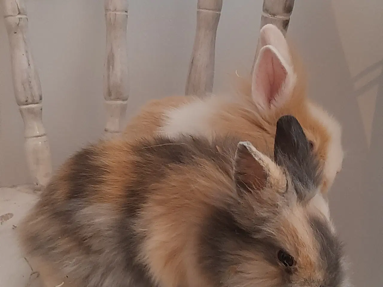Billede 3 - 8 Unge kaniner🐰🐇 forskellige racer