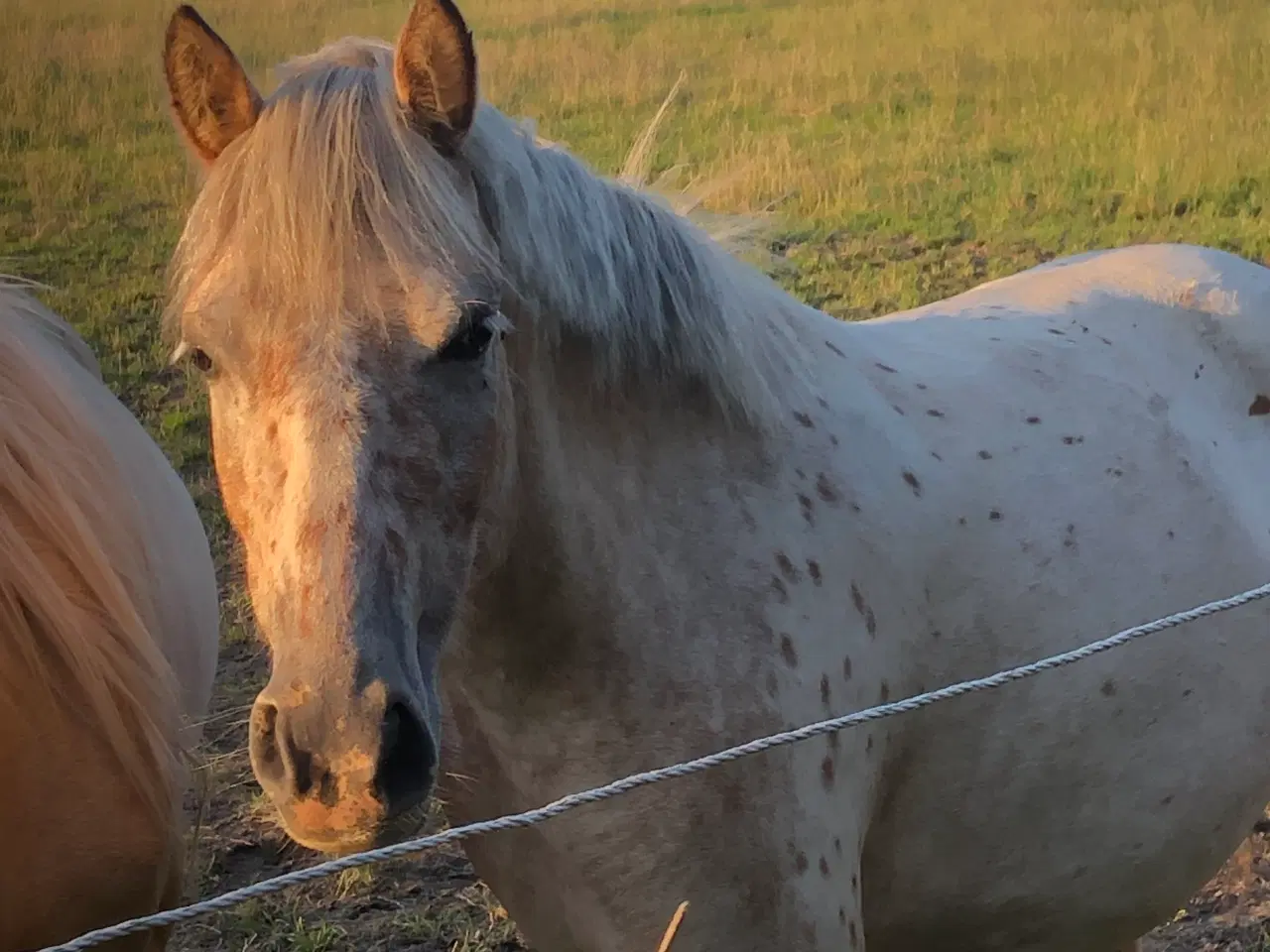 Billede 4 - Ny pris Pony 3år 125cm hoppe