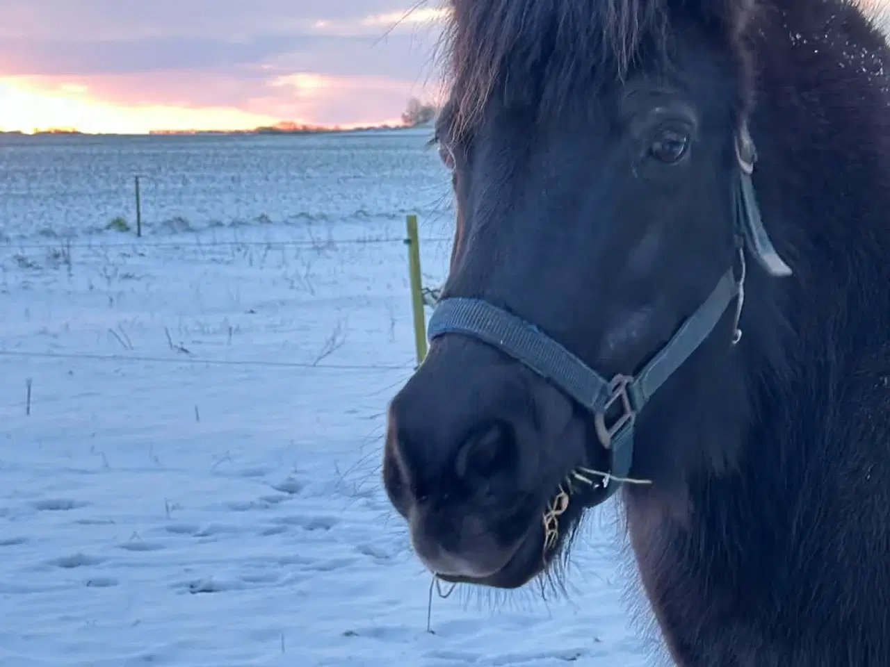 Billede 9 - Islænder + shetlandspony (reserveret) 