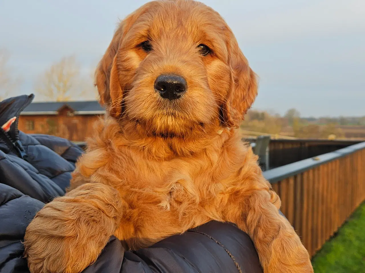 Billede 1 - Goldendoodle hvalpe