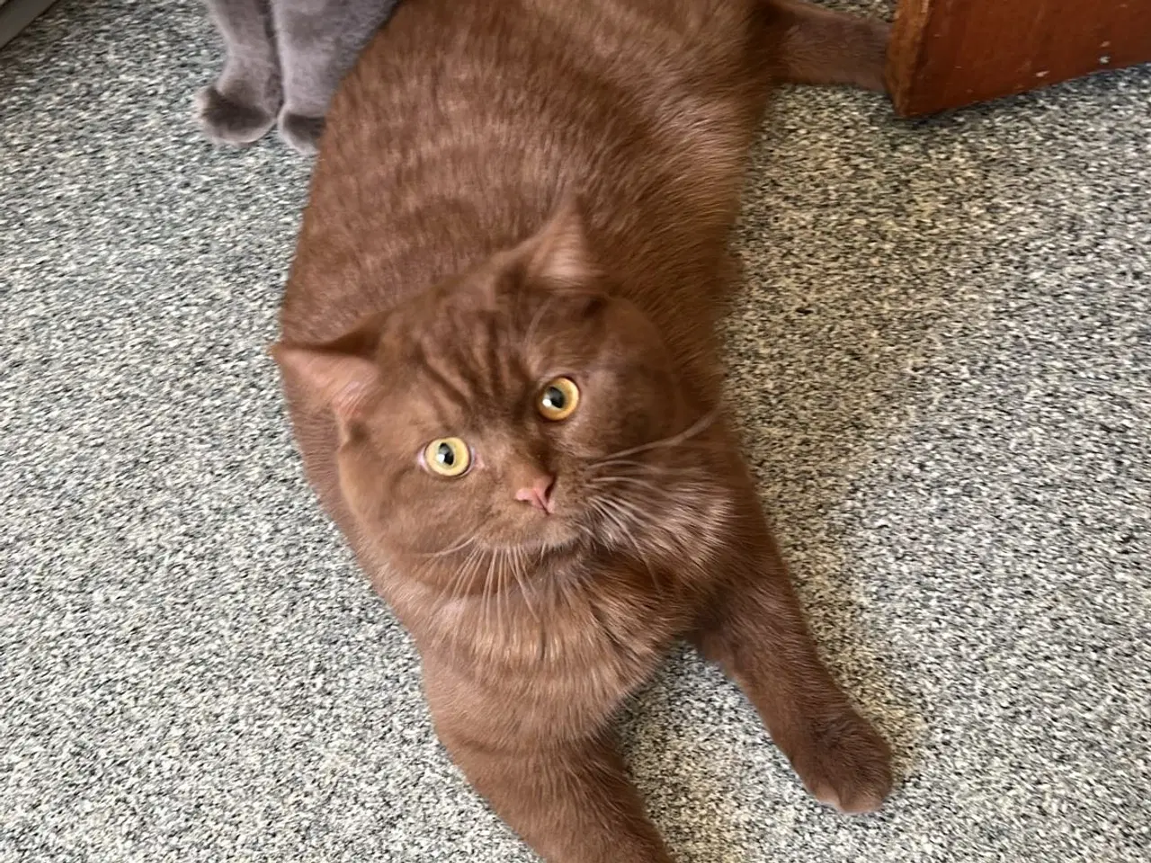 Billede 1 - Katte 