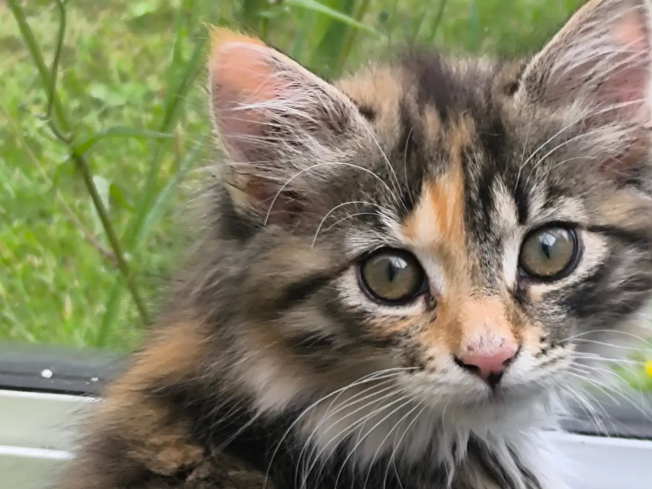 Billede 5 - Main coon/skovkat killinger 